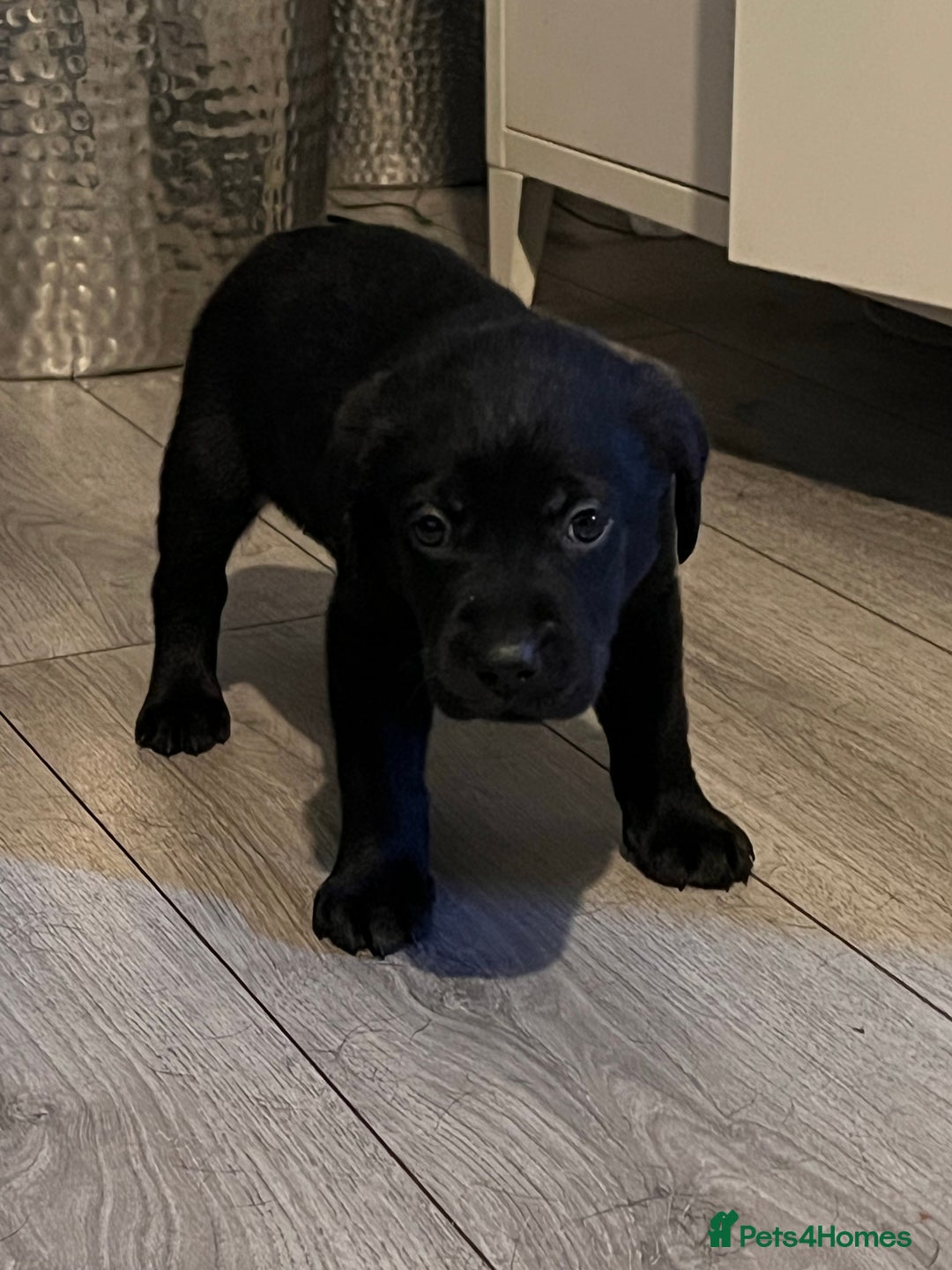 Labrador Retriever dogs for sale: Litter of 8 lab pups ready for new life adventure - Advert 3
