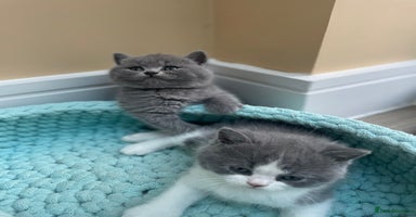 British Shorthair cats - Advert 12