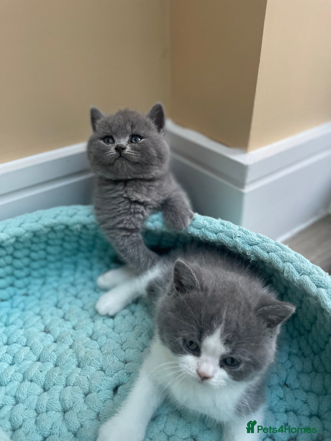 British Shorthair cats for sale: Champion Bloodline British Shorthair/Longhair - Image 3