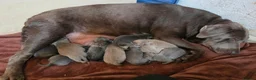 Mixed Breed dogs for sale: 🦮 🐕‍🦺 Stunning puppies 🦮🐕‍🦺 - Advert 24