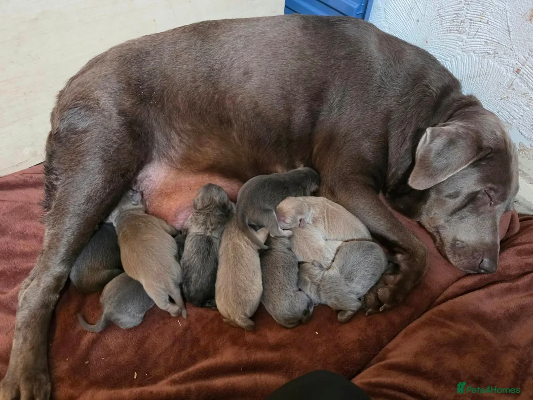 Mixed Breed dogs for sale: 🦮 🐕‍🦺 Stunning puppies 🦮🐕‍🦺 - Advert 24