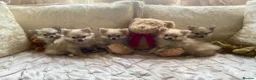 Pomchi dogs for sale: Adorable Pomchis ready to go now to family homes.  in Darlington - Advert 18