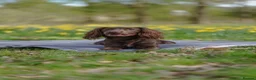 Sprocker dogs for sale: Sprocker Spaniel - 2 years old - Advert 6