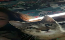 Bengal cats for sale: beautiful bengal kitten  - Image 8