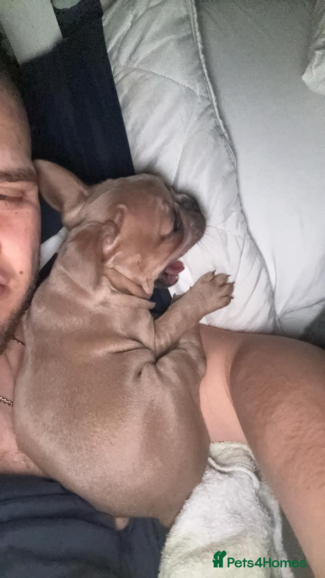 French Bulldog dogs for sale: French bulldog  - Advert 1