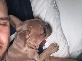 French Bulldog dogs French bulldog - Advert 1