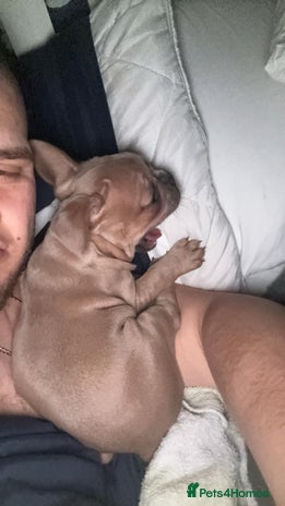 French Bulldog dogs French bulldog - Advert 1