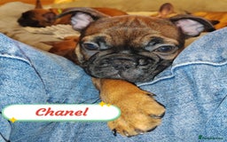 French Bulldog dogs for sale: 🌟 Beautiful French Bulldog Puppies  - Advert 22