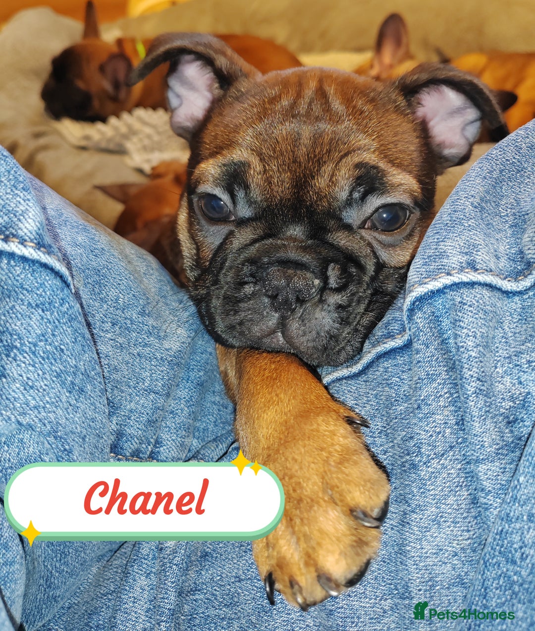 French Bulldog dogs for sale: 🌟 Beautiful French Bulldog Puppies  - Advert 22