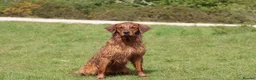 Golden Retriever dogs for stud: Compact, health tested stud dog. - Advert 3