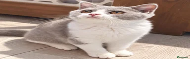 British Shorthair 2