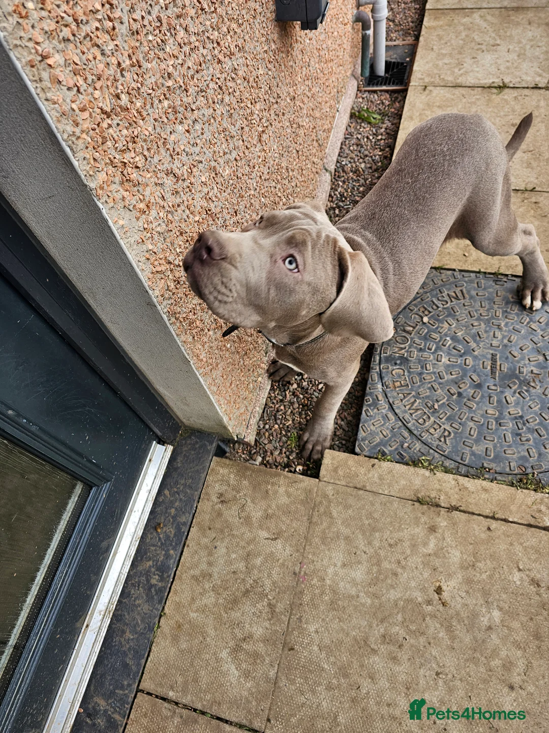 Mixed Breed dogs for sale: Male puppy for sale due to time wasters  - Advert 2