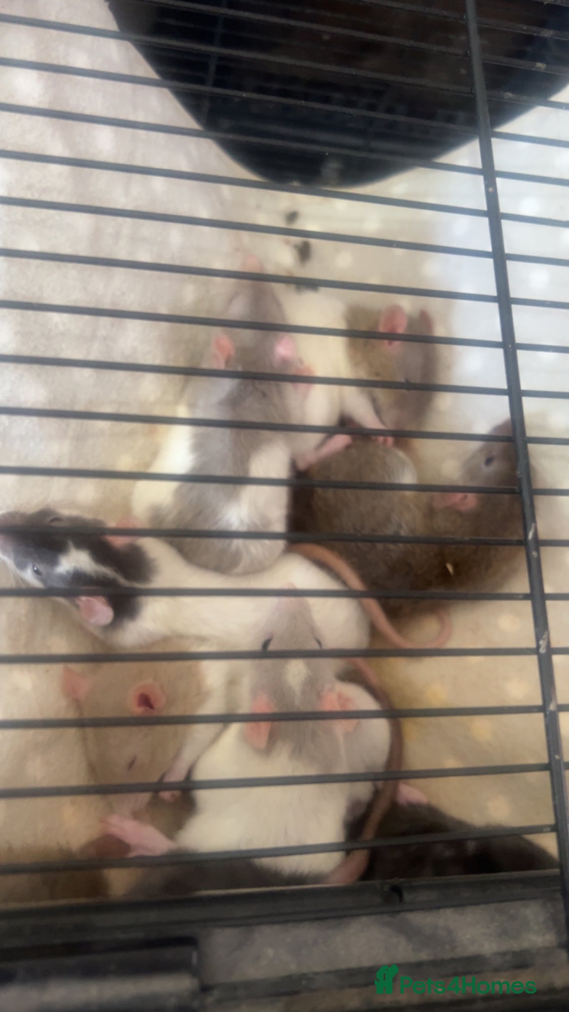 Rat rodents Baby rats  - Advert 7