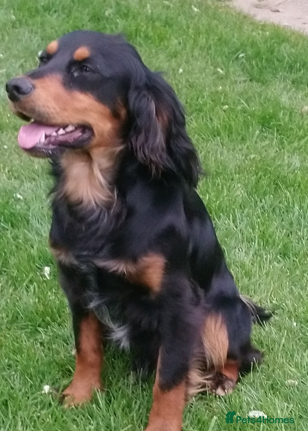 Cocker Spaniel dogs for stud: Working cocker stud dog in Chichester - Image 2