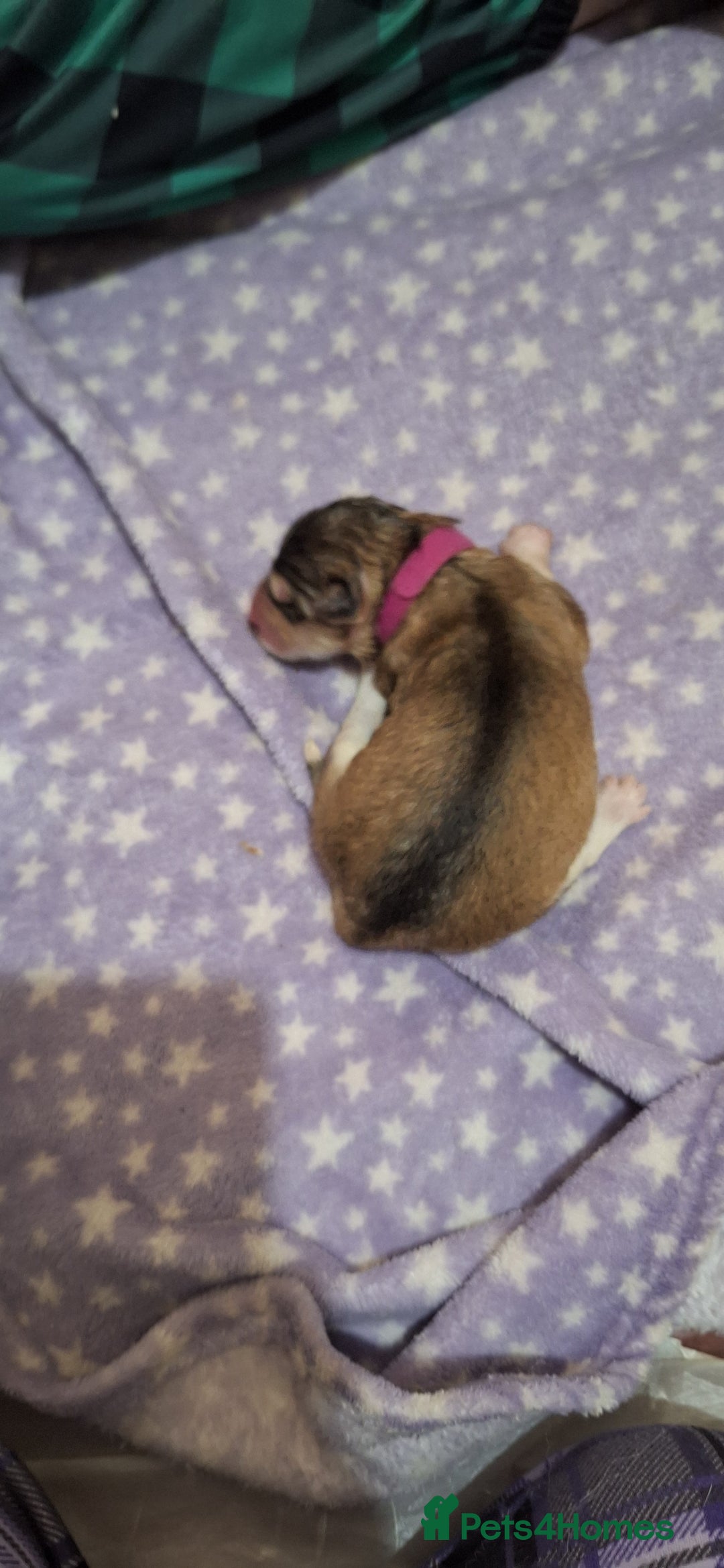 Mixed Breed dogs for sale: 10 Alaskan Shepherds for sale - Advert 9