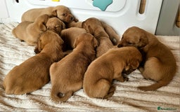 Labrador Retriever dogs for sale: THE LAST KC FOX RED GIRL READY TO LEAVE NOW  - Image 23