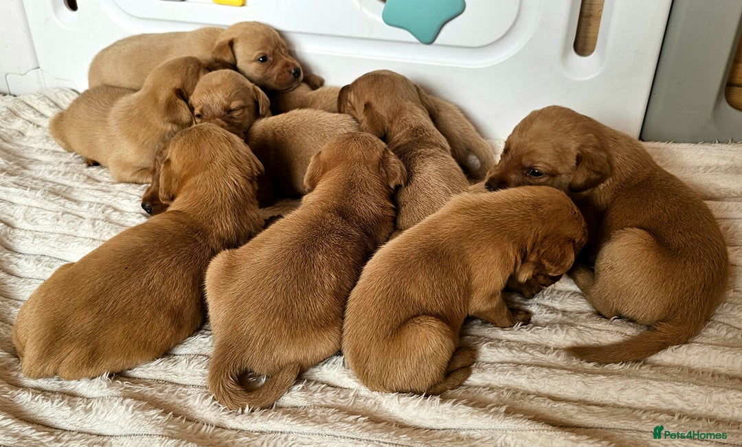 Labrador Retriever dogs for sale: THE LAST KC FOX RED GIRL READY TO LEAVE NOW  - Image 23
