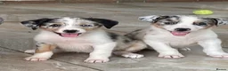 Australian Shepherd dogs for sale: Boys and girls available  - Advert 7