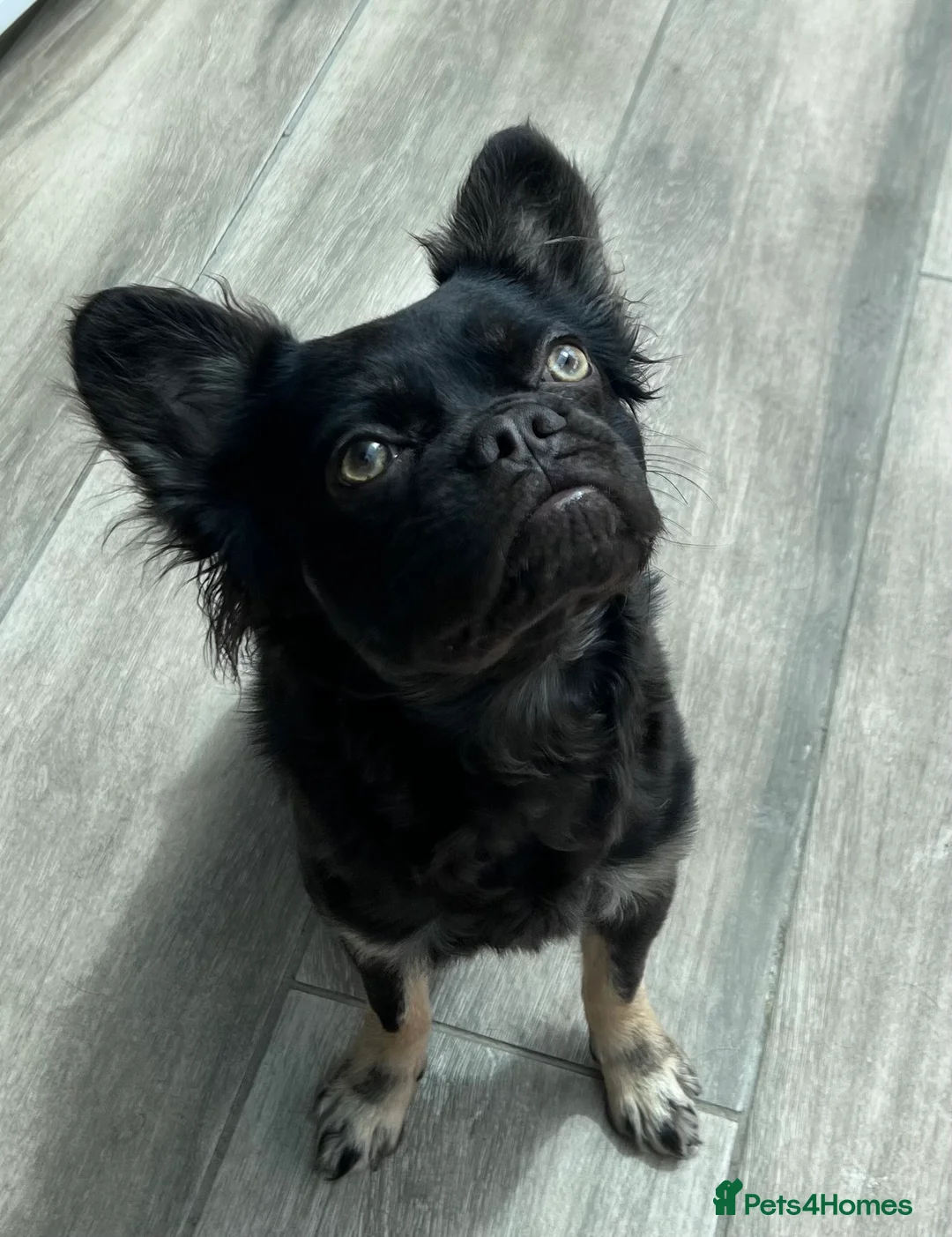 French Bulldog dogs for sale: French bulldog fluffy - Advert 2