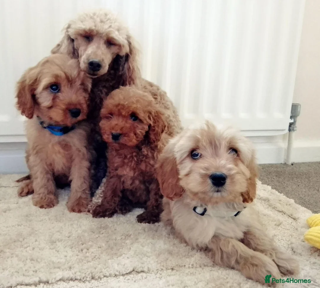 Cavapoo dogs for sale: F1 Cavapoo Puppies  - Advert 14