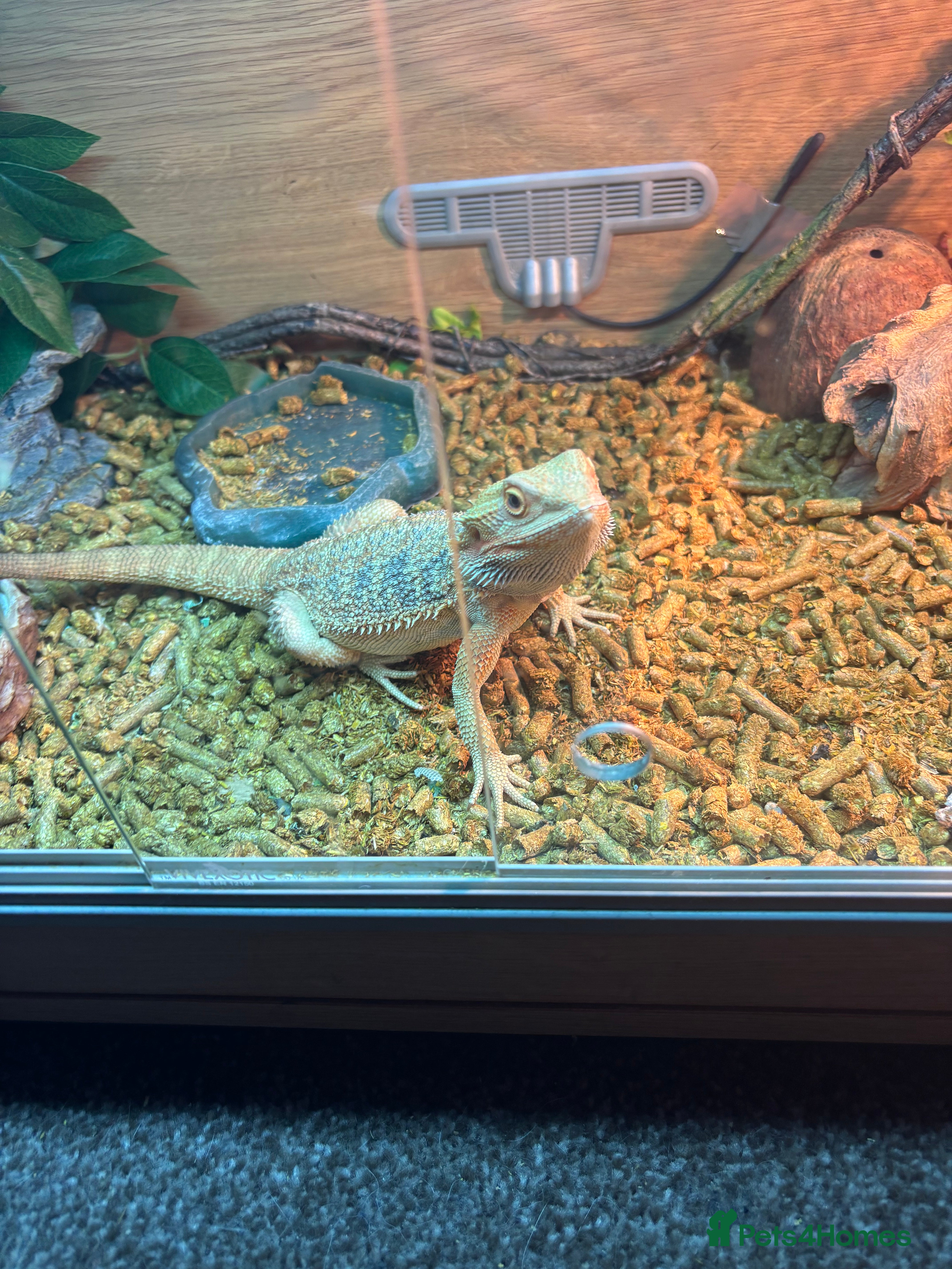 Bearded Dragon reptiles Bearded dragon  - Advert 3