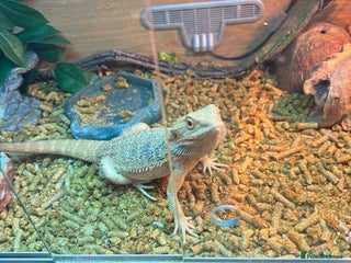 Bearded Dragon reptiles Bearded dragon - Advert 1