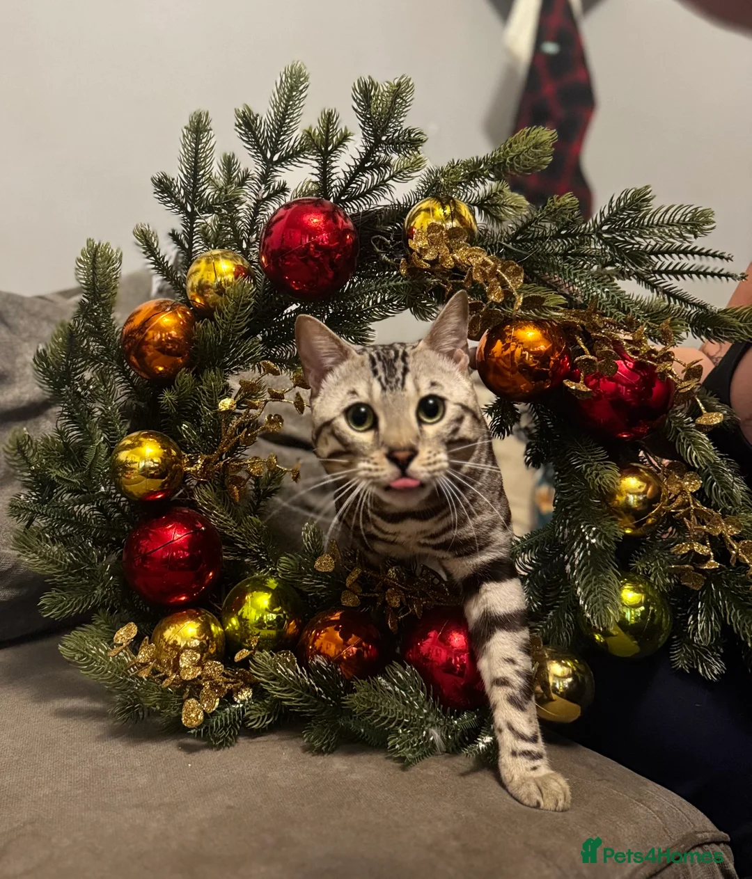 Bengal cats for stud: Juicy Jax for stud  - Advert 5