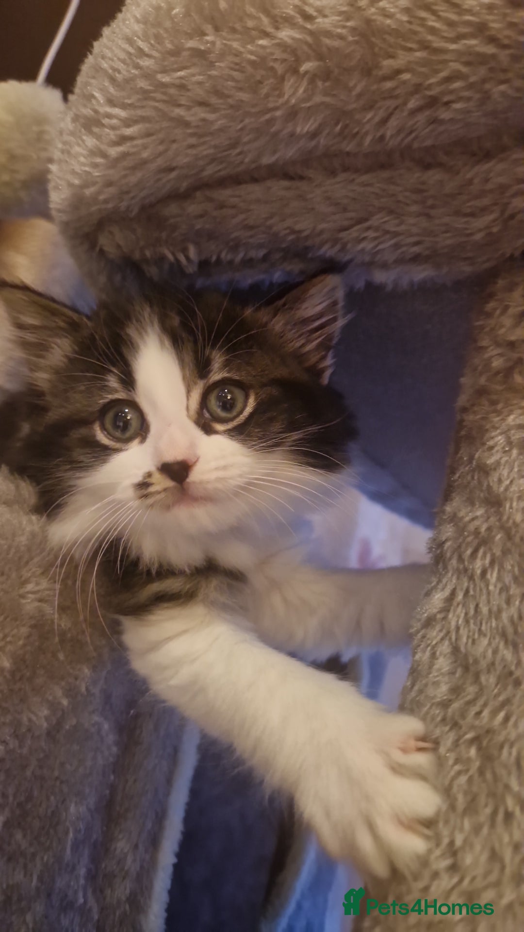 Ragdoll cats for sale: Ragdoll mix - Advert 4