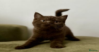 British Shorthair cats - Advert 3