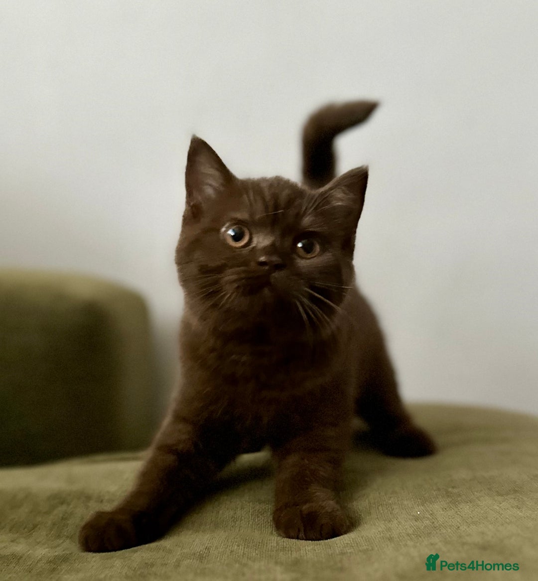 British Shorthair cats for sale: Chocolate and Red British Shorthair and Longhair - Image 3