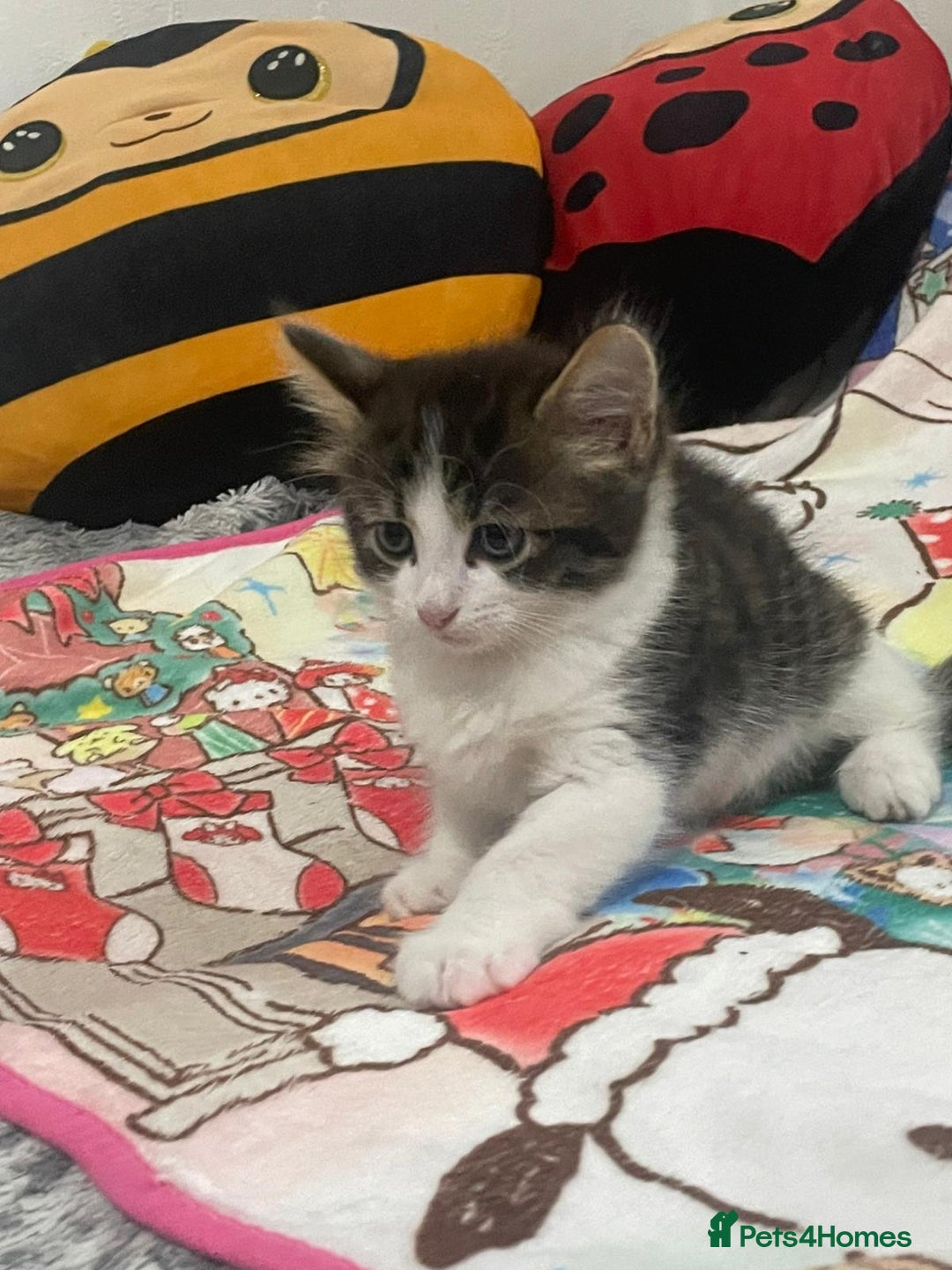 Mixed Breed cats for sale: Mix maine cone kittens  - Image 7