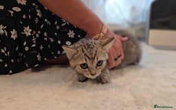 Scottish Fold cats for sale: Scottish fold kittens (price down due to holiday) - Image 15
