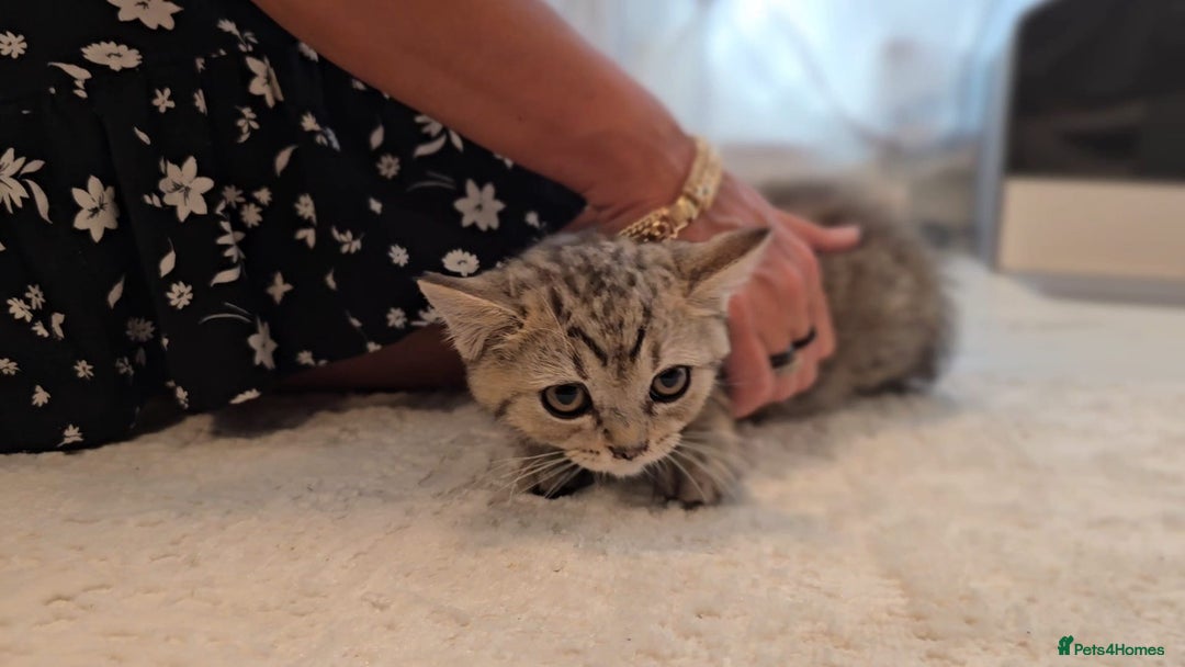 Scottish Fold cats for sale: Scottish fold kittens (price down due to holiday) - Image 15