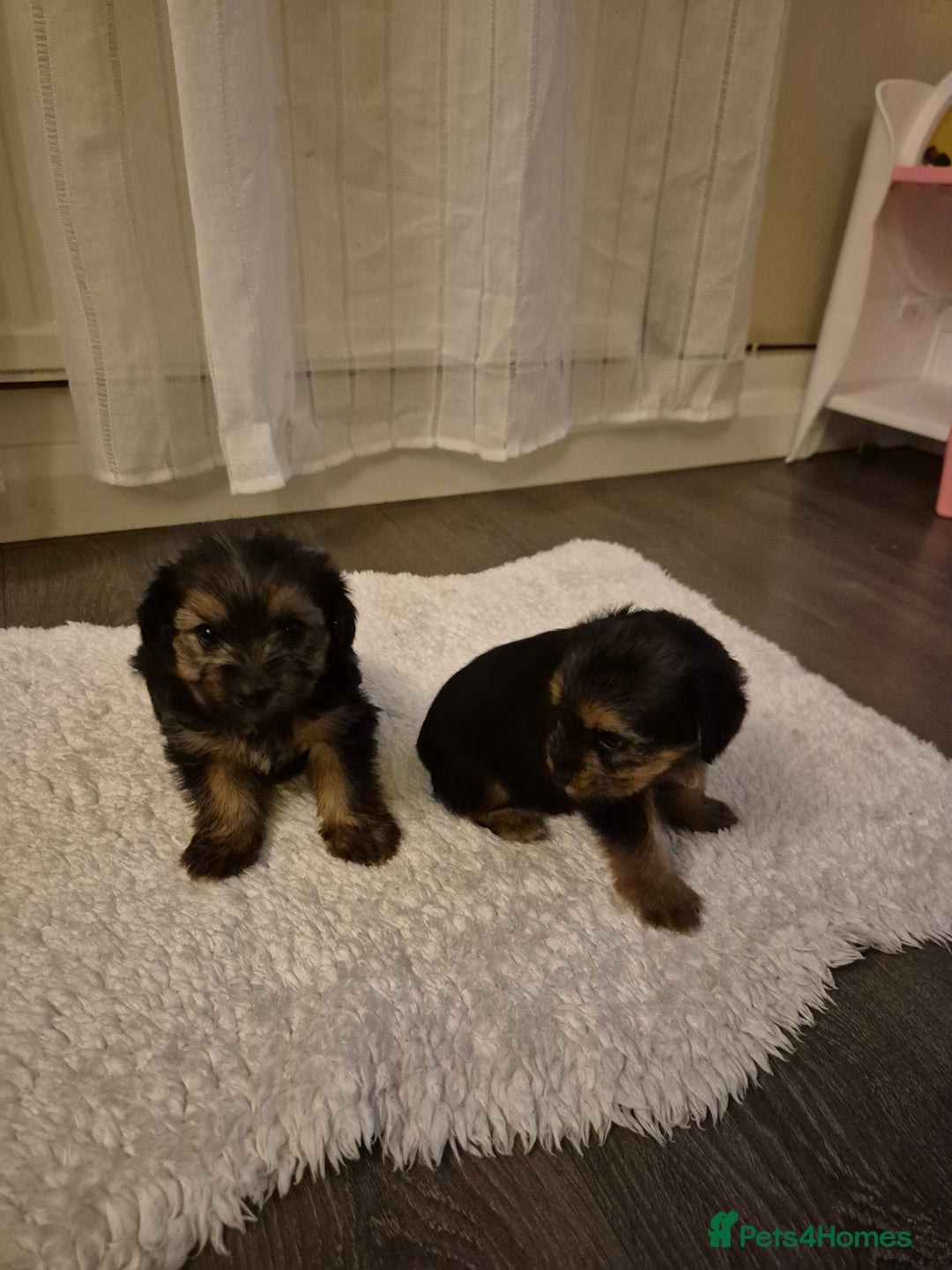 Yorkshire Terrier dogs for sale: Yorkshire terrier pappy for sale - Image 4