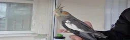 Cockatiels birds for sale: Super hand tamed baby cockatiels  - Advert 5