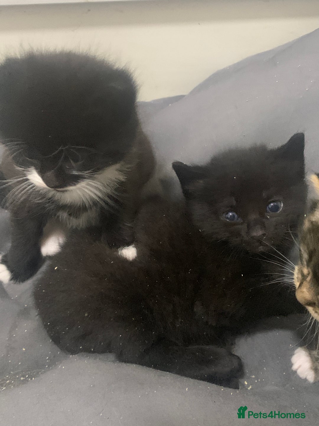 Mixed Breed cats for sale: Stunning kittens - Advert 7