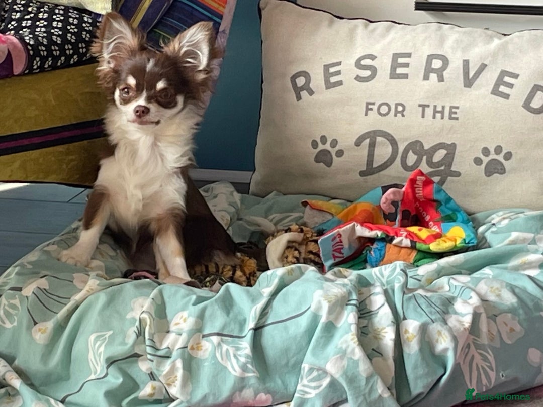 Pomchi dogs for sale: Beautiful Pomchi merl pups - Image 8