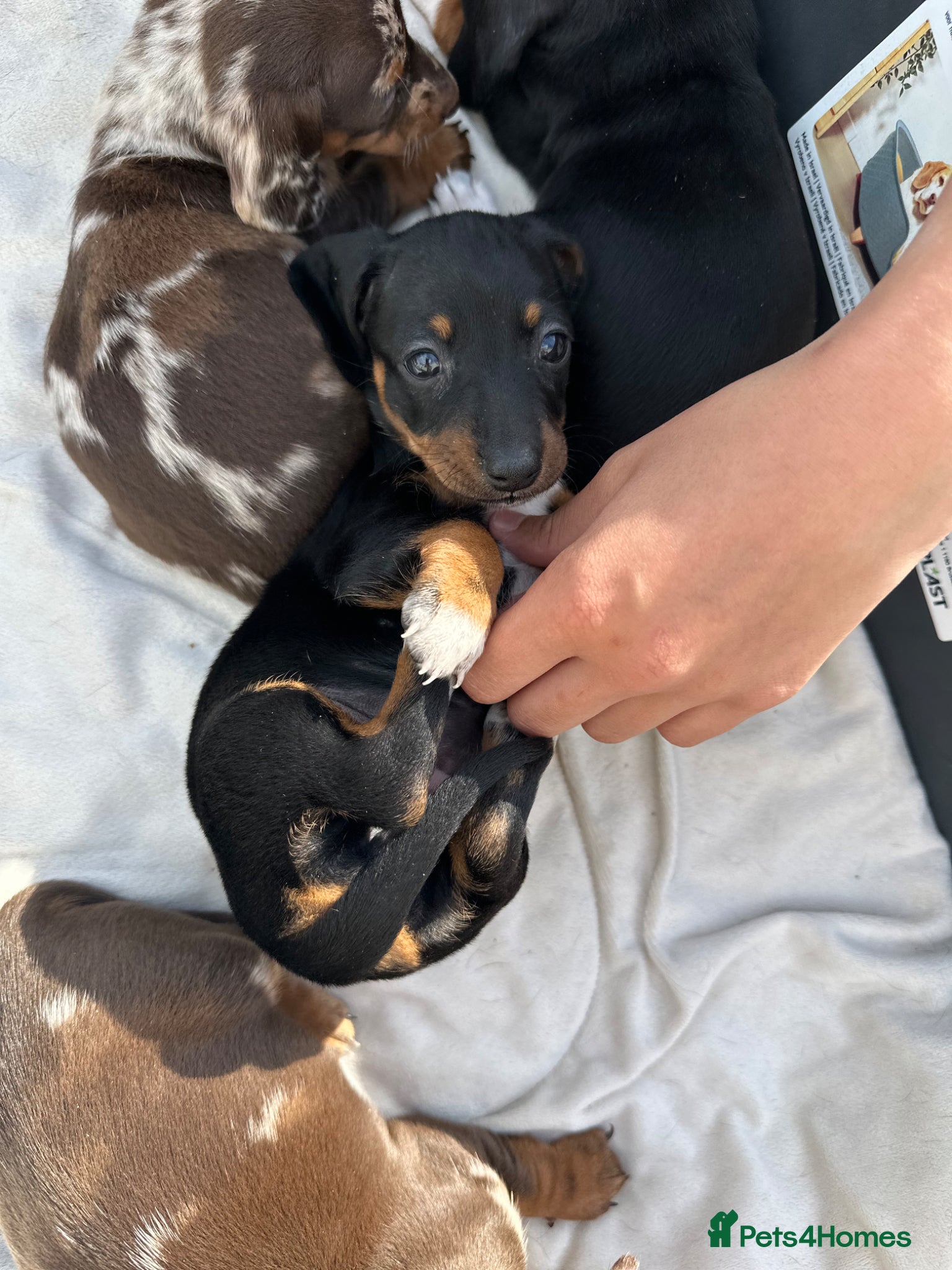 Dachshund dogs LAST 1‼️Dachshund puppies - Advert 15