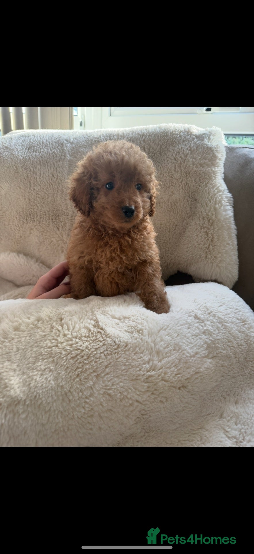 Poodle dogs for sale: Toy poodle x Asian poodle only 1 little boy left  - Advert 1