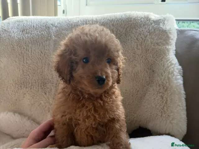 Poodle dogs for sale: Toy poodle x Asian poodle only 1 little boy left - Advert 1