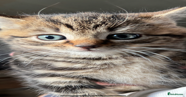 British Shorthair cats - Advert 14