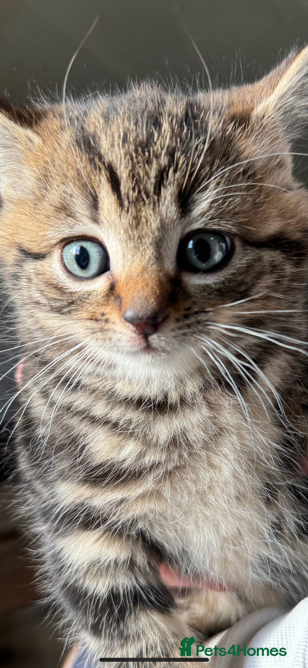 British Shorthair cats for sale: Beautiful kittens for sale - Image 10