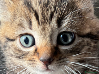 British Shorthair cats - Advert 20