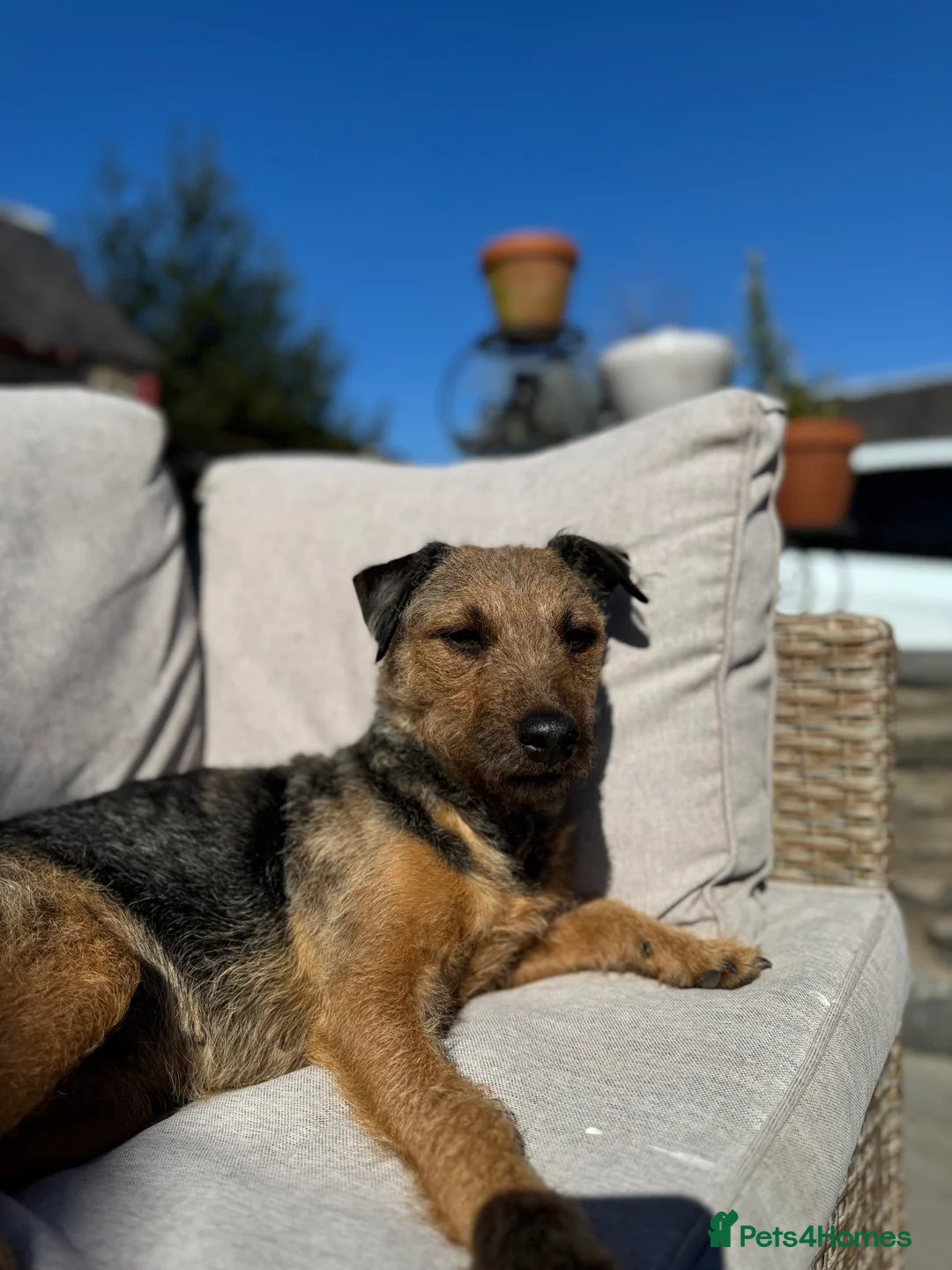 Patterjack dogs for sale: Patterjack puppy’s looking for loving home  - Advert 2
