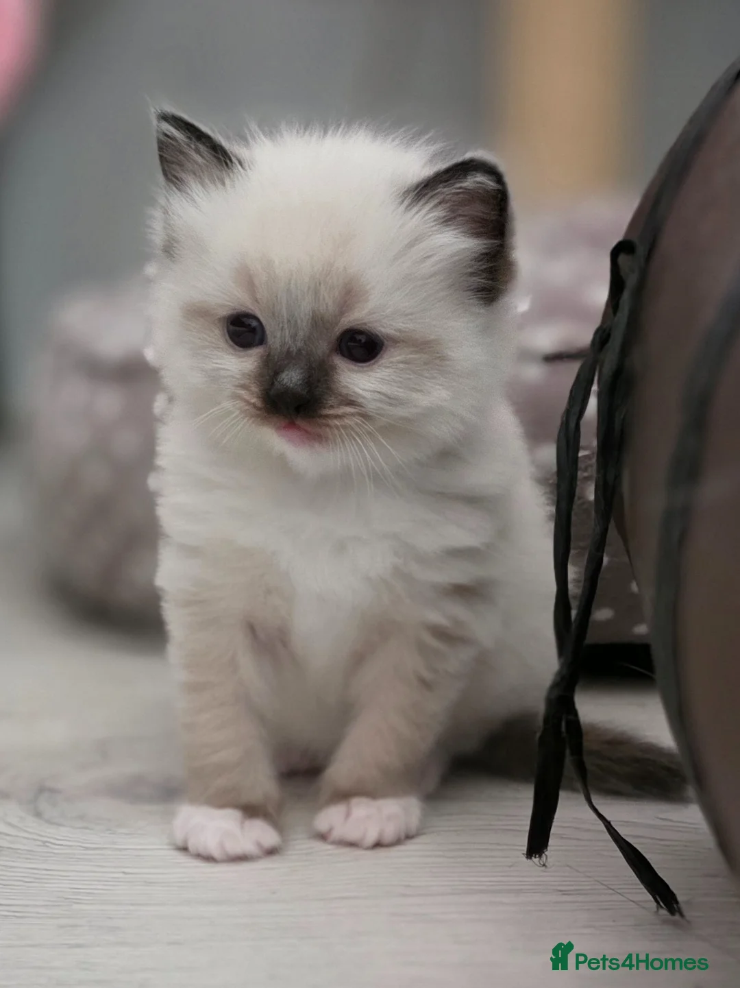 Ragdoll cats for sale: Two Fluffy Ragdolls in Newcastle upon Tyne - Advert 2