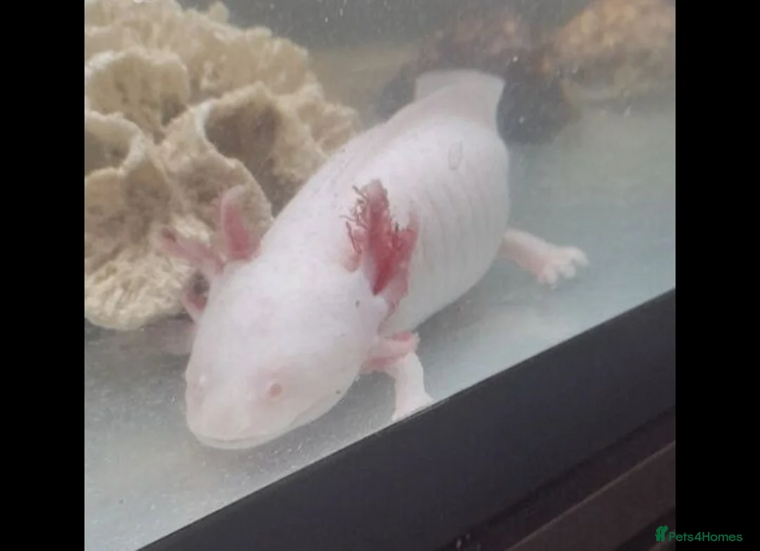 Axolotl reptiles for sale: Albino axolotl  - Advert 1