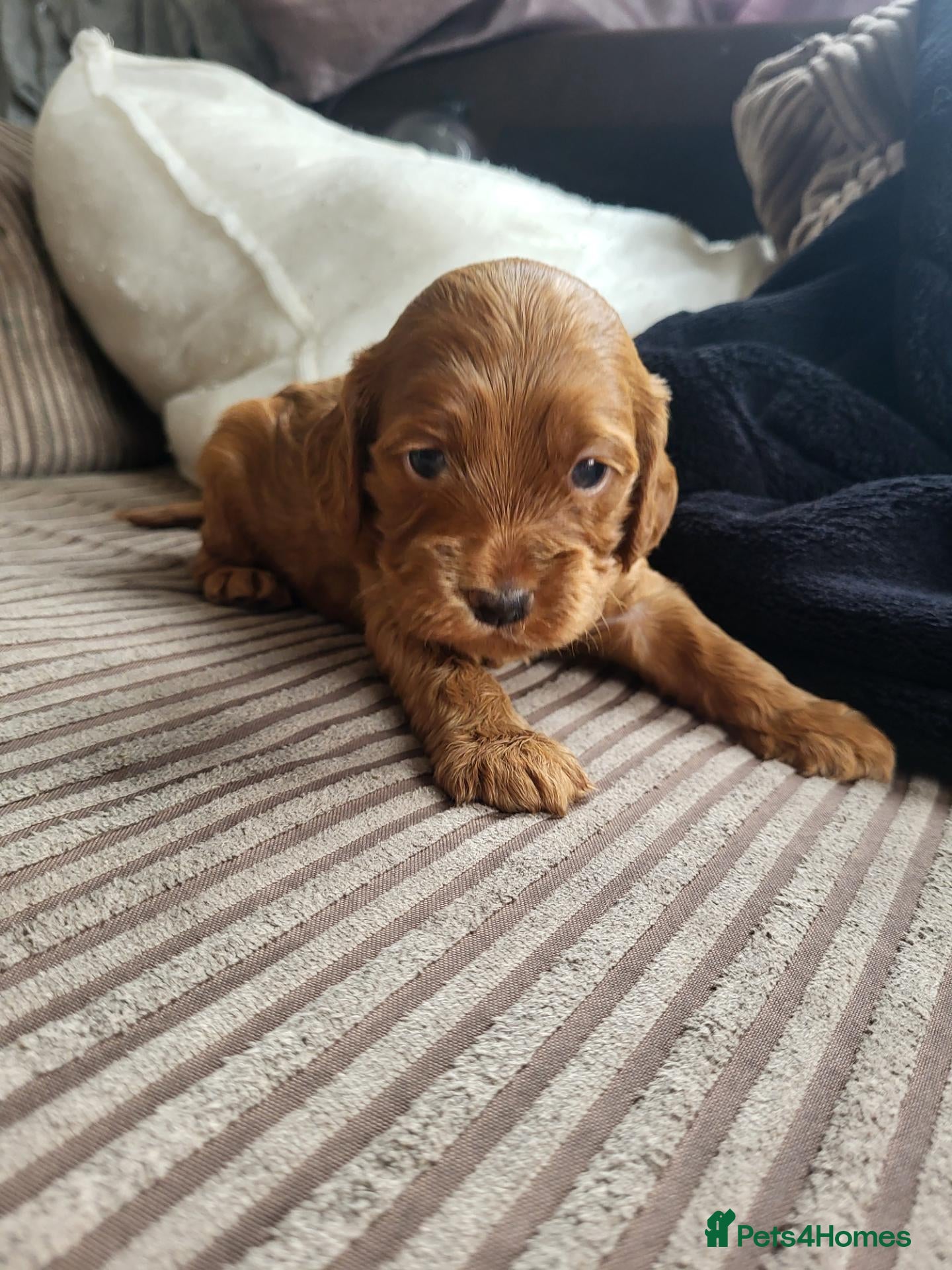 Cockapoo dogs Absolutely stunning golden f1 cockapoos - Advert 6
