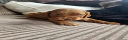 Cockapoo dogs for sale: Absolutely stunning golden f1 cockapoos - Advert 3