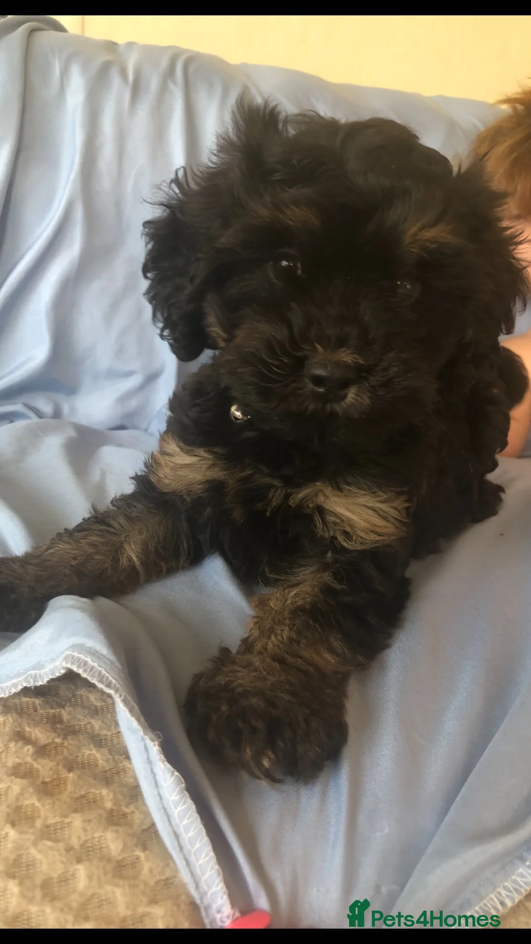 Cockapoo dogs for sale: One male cockapoo left! in Wisbech - Advert 2