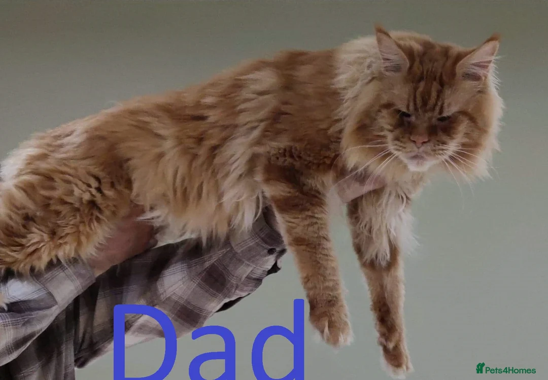 Maine Coon cats for sale: GCCF Regestered Maine Coon Kittens - Advert 9